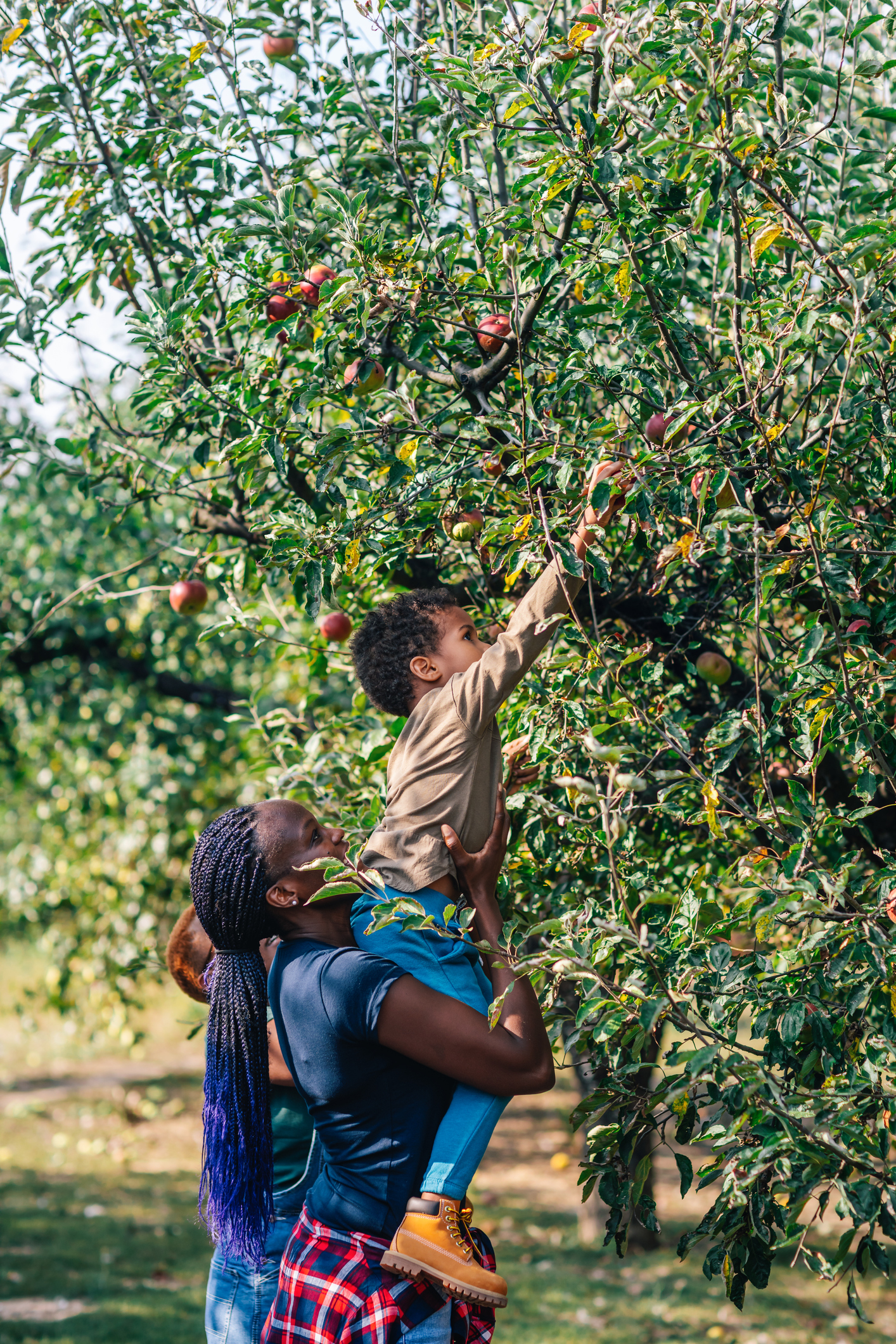 apple picking